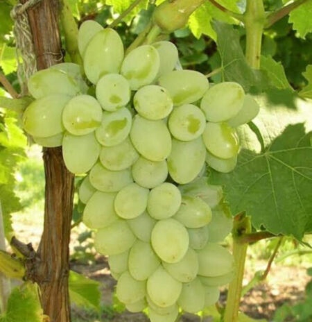 White Grape